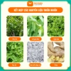 Cao Dán Gừng Trung Hoa 50 miếng - Giảm đau xương khớp, vai gáy, thiên nhiên, chỉ 55.000₫ 3