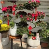 Cặp chậu gốm sứ Bát Tràng men sôi trắng 13x18cm – Đã khoan lỗ, trồng lan, giá 89.000đ