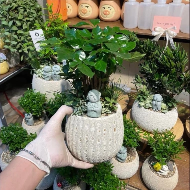 Cặp chậu gốm sứ Bát Tràng men sôi trắng 13x18cm – Đã khoan lỗ, trồng lan, giá 89.000đ