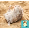 Cát Sa Mạc 15k - Lót Chuồng, Cát Tắm, Decor Lồng Hamster, Bò Sát, Nhím, Gà Rutin - Giá Ưu Đãi 15.000₫ 5