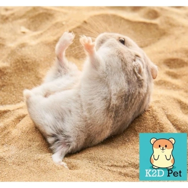 Cát Sa Mạc 15k - Lót Chuồng, Cát Tắm, Decor Lồng Hamster, Bò Sát, Nhím, Gà Rutin - Giá Ưu Đãi 15.000₫ 5