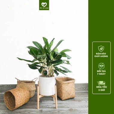 Cây Bạch Mã Hoàng Tử nội thất phong thủy - Dễ chăm sóc, chỉ 175k