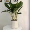 Cây Bạch Mã Hoàng Tử nội thất phong thủy - Dễ chăm sóc, chỉ 175k 4