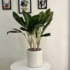 Cây Bạch Mã Hoàng Tử nội thất phong thủy - Dễ chăm sóc, chỉ 175k 5