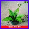 Cây Bách Thủy Tiên - Cây Cảnh Thủy Sinh Giá Rẻ 28.000đ, Chất Lượng Cao, Dễ Trồng