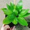 Cây Bách Thủy Tiên - Cây Cảnh Thủy Sinh Giá Rẻ 28.000đ, Chất Lượng Cao, Dễ Trồng 2