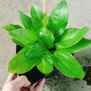 Cây Bách Thủy Tiên - Cây Cảnh Thủy Sinh Giá Rẻ 28.000đ, Chất Lượng Cao, Dễ Trồng 2