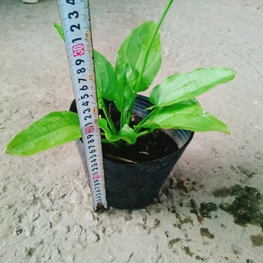 Cây Bách Thủy Tiên - Cây Cảnh Thủy Sinh Giá Rẻ 28.000đ, Chất Lượng Cao, Dễ Trồng 3