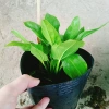 Cây Bách Thủy Tiên - Cây Cảnh Thủy Sinh Giá Rẻ 28.000đ, Chất Lượng Cao, Dễ Trồng 4