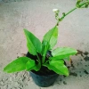 Cây Bách Thủy Tiên - Cây Cảnh Thủy Sinh Giá Rẻ 28.000đ, Chất Lượng Cao, Dễ Trồng 5