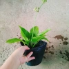 Cây Bách Thủy Tiên - Cây Cảnh Thủy Sinh Giá Rẻ 28.000đ, Chất Lượng Cao, Dễ Trồng 7