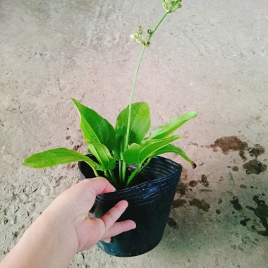 Cây Bách Thủy Tiên - Cây Cảnh Thủy Sinh Giá Rẻ 28.000đ, Chất Lượng Cao, Dễ Trồng 7