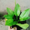 Cây Bách Thủy Tiên - Cây Cảnh Thủy Sinh Giá Rẻ 28.000đ, Chất Lượng Cao, Dễ Trồng 8