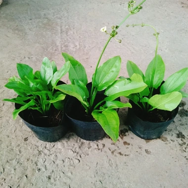 Cây Bách Thủy Tiên - Cây Cảnh Thủy Sinh Giá Rẻ 28.000đ, Chất Lượng Cao, Dễ Trồng 9