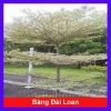 Cây Bàng Đài Loan - Cây cảnh sân vườn, giảm còn 19.000đ, xanh mát, dễ trồng