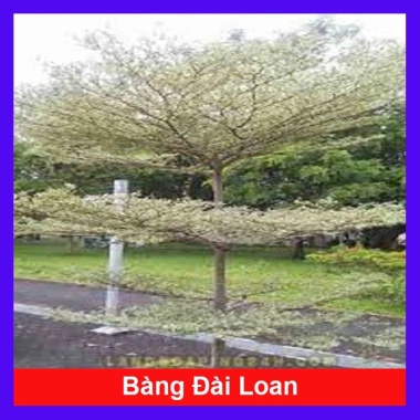 Cây Bàng Đài Loan - Cây cảnh sân vườn, giảm còn 19.000đ, xanh mát, dễ trồng