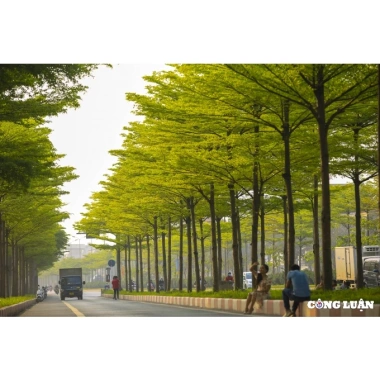 Cây Bàng Đài Loan - Cây cảnh sân vườn, giảm còn 19.000đ, xanh mát, dễ trồng