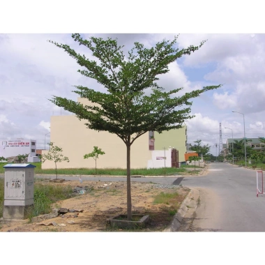 Cây Bàng Đài Loan - Cây cảnh sân vườn, giảm còn 19.000đ, xanh mát, dễ trồng