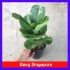 Cây Bàng Singapore - Cây cảnh sân vườn đẹp, giảm giá 22% chỉ 55.000 VND, giá gốc 70.400 VND