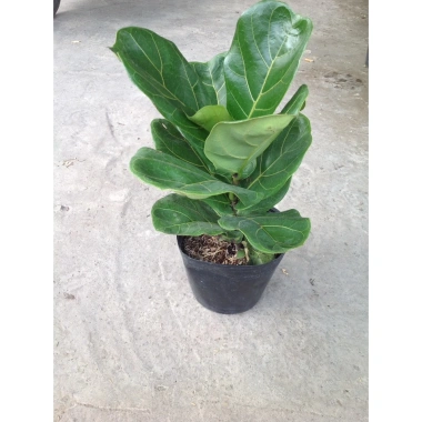 Cây Bàng Singapore - Cây cảnh sân vườn đẹp, giảm giá 22% chỉ 55.000 VND, giá gốc 70.400 VND