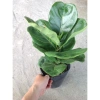 Cây Bàng Singapore - Cây cảnh sân vườn đẹp, giảm giá 22% chỉ 55.000 VND, giá gốc 70.400 VND 3