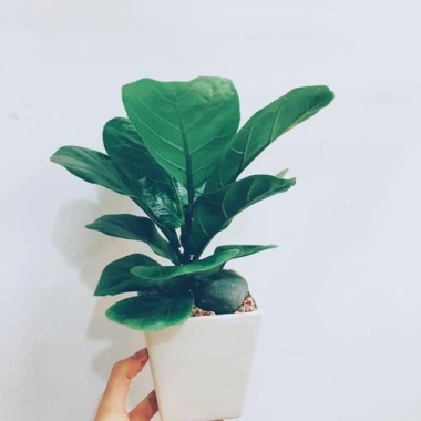 Cây Bàng Singapore - Cây cảnh sân vườn đẹp, giảm giá 22% chỉ 55.000 VND, giá gốc 70.400 VND