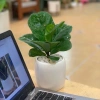 Cây Bàng Singapore - Cây cảnh sân vườn đẹp, giảm giá 22% chỉ 55.000 VND, giá gốc 70.400 VND 5