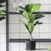 Cây Bàng Singapore - Cây cảnh sân vườn đẹp, giảm giá 22% chỉ 55.000 VND, giá gốc 70.400 VND 6