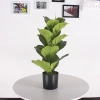 Cây Bàng Singapore - Cây cảnh sân vườn đẹp, giảm giá 22% chỉ 55.000 VND, giá gốc 70.400 VND 7
