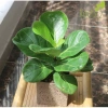 Cây Bàng Singapore - Cây cảnh sân vườn đẹp, giảm giá 22% chỉ 55.000 VND, giá gốc 70.400 VND 8