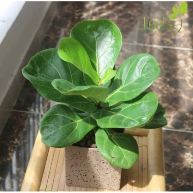 Cây Bàng Singapore - Cây cảnh sân vườn đẹp, giảm giá 22% chỉ 55.000 VND, giá gốc 70.400 VND