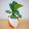 Cây Bàng Singapore - Cây cảnh sân vườn đẹp, giảm giá 22% chỉ 55.000 VND, giá gốc 70.400 VND 9