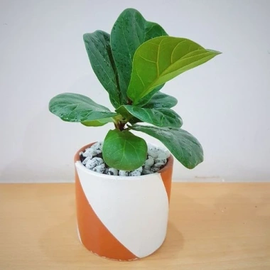 Cây Bàng Singapore - Cây cảnh sân vườn đẹp, giảm giá 22% chỉ 55.000 VND, giá gốc 70.400 VND