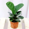 Cây Bàng Singapore Để Bàn - Thanh lọc không khí, Giá chỉ 110.000₫ Tiệm Cây Xanh 2