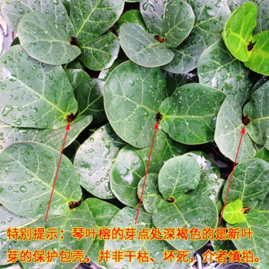 Cây Bàng Singapore Để Bàn - Thanh lọc không khí, Giá chỉ 110.000₫ Tiệm Cây Xanh 3 Cây Bàng Singapore Để Bàn - Thanh lọc không khí, Giá chỉ 110.000₫ Tiệm Cây Xanh 3