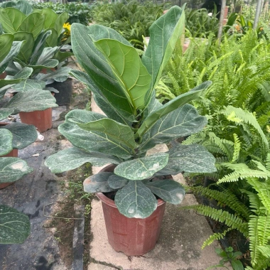 Cây bàng Singapore lá to cao 70cm trang trí nội thất, quà tặng, decor phòng, giá ưu đãi 115.000₫