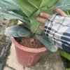 Cây bàng Singapore lá to cao 70cm trang trí nội thất, quà tặng, decor phòng, giá ưu đãi 115.000₫ 6