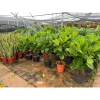 Cây Bàng Singapore size lớn - Trang trí nội thất, giá ưu đãi 275.000₫