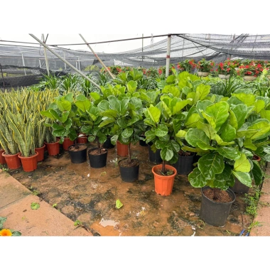 Cây Bàng Singapore size lớn - Trang trí nội thất, giá ưu đãi 275.000₫