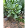 Cây Bàng Singapore size lớn - Trang trí nội thất, giá ưu đãi 275.000₫ 2
