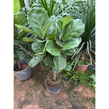 Cây Bàng Singapore size lớn - Trang trí nội thất, giá ưu đãi 275.000₫ 2 Cây Bàng Singapore size lớn - Trang trí nội thất, giá ưu đãi 275.000₫ 2