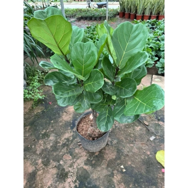 Cây Bàng Singapore size lớn - Trang trí nội thất, giá ưu đãi 275.000₫ 3 Cây Bàng Singapore size lớn - Trang trí nội thất, giá ưu đãi 275.000₫ 3