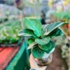 Cây bàng Singapore thủy sinh chậu nhựa - Tiệm cây xanh lá, chỉ 110.000₫