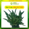 Cây bao tử Linh chi thảo - hỗ trợ viêm loét dạ dày, Hp, giá 50.000đ