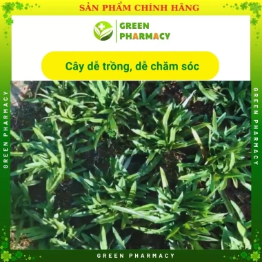 Cây bao tử Linh chi thảo - hỗ trợ viêm loét dạ dày, Hp, giá 50.000đ 2