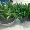 Cây bao tử Linh chi thảo - hỗ trợ viêm loét dạ dày, Hp, giá 50.000đ 3