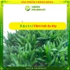 Cây bao tử Linh chi thảo - hỗ trợ viêm loét dạ dày, Hp, giá 50.000đ 4