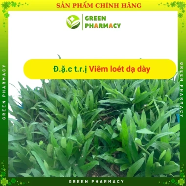Cây bao tử Linh chi thảo - hỗ trợ viêm loét dạ dày, Hp, giá 50.000đ 4