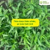 Cây bao tử Linh chi thảo - hỗ trợ viêm loét dạ dày, Hp, giá 50.000đ 5