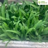 Cây bao tử Linh chi thảo - hỗ trợ viêm loét dạ dày, Hp, giá 50.000đ 6